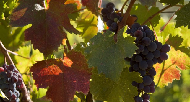 Newsletter n.&ordm; 79 - Foto 1